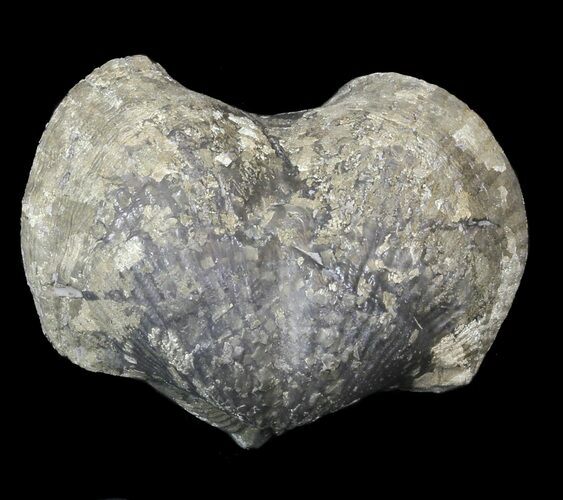 Large, Pyrite Replaced Brachiopod (Paraspirifer) - Ohio #42839